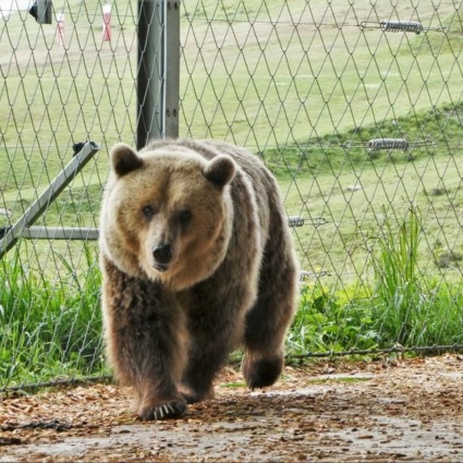 Primo giretto fuori dalla tana per l'orso Sam