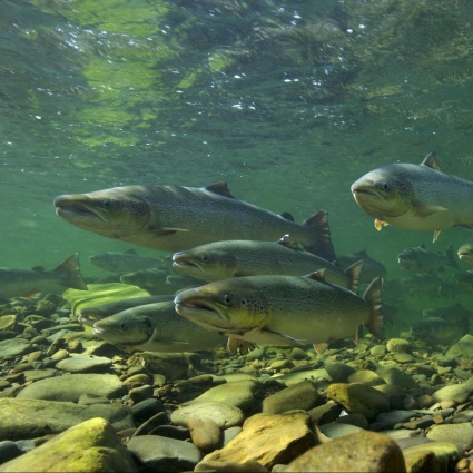 Come un pescatore a mosca ha costruito il più grande allevamento di salmoni in Svizzera