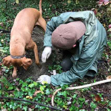 Sui sentieri del tartufo bianco con il cane