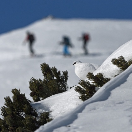 Nuove piste da sci sulle Alpi? «Sarebbe drammatico per la Pernice bianca»