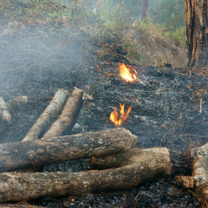 Per evitare di lasciare rifiuti, dà fuoco al bosco: condannata