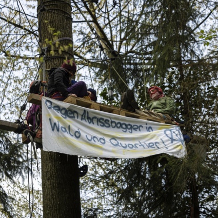 Ambientalisti occupano un bosco per impedire l'abbattimento di 6mila alberi