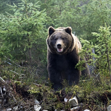 Orso danneggia una macchina in Alto Adige