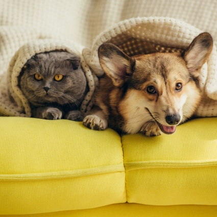 Animali domestici nella terza età? Perché no!