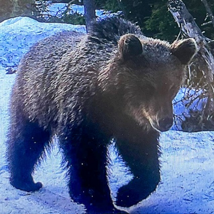 Un giovane orso avvistato in Engadina