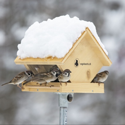 Uccelli: il buffet invernale è pronto!