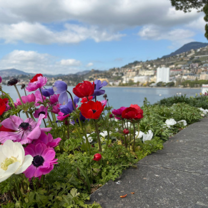 Montreux in fiore: una primavera tra lago, castelli e vette