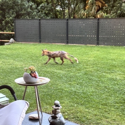 Una volpe malata nel giardino di casa: «Attenzione ai propri cani»