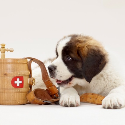 Ecco il primo parco tematico al mondo dedicato ai cani San Bernardo