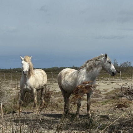 Camargue, dove il Rodano incontra il mare