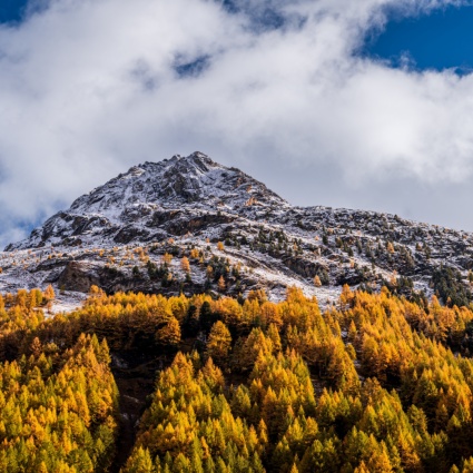 Un albero genealogico gigante sulle tracce dei Walser