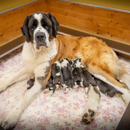 Sono nati undici (adorabili) cuccioli di San Bernardo