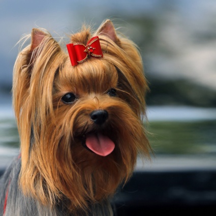 Cani immortali, la pillola dell’eterna giovinezza per Fido