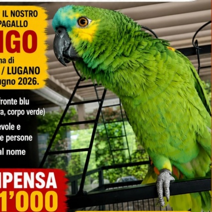 Pappagallo smarrito a Ruvigliana: ricompensa di mille franchi
