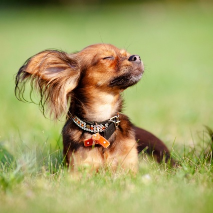 Ondata di calore: ecco come proteggere i nostri amici animali