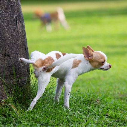 Cani a passeggio: scatta l'obbligo di pulire anche la pipì