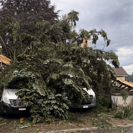 Abete colpito da un fulmine distrugge due auto