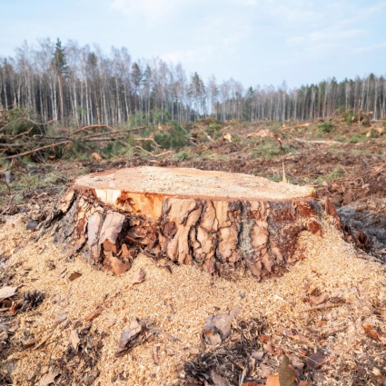 Il calo della deforestazione non è legato alle imprese