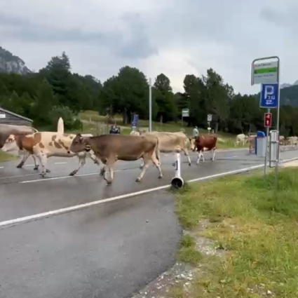 Fermi sul Lucomagno: incidente? No, mucche