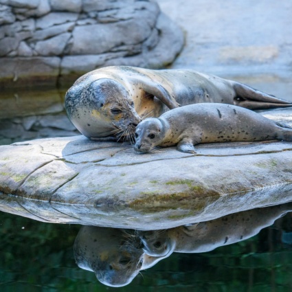 Piccolo di foca nato allo zoo di Berna
