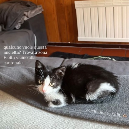 Gattina di circa un mese trovata a Piotta