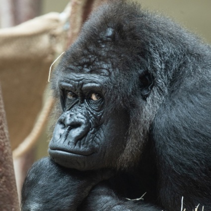 Zoo di Basilea, cucciolo di gorilla muore per un morso del padre