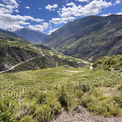 Heida, il vino più alto d’Europa