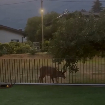 Il cervo affamato va a caccia di mele, nel giardino di una casa