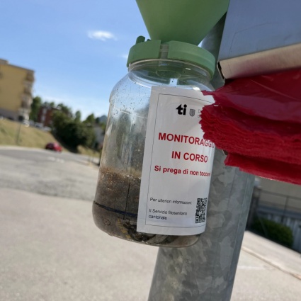 Il coleottero giapponese arretra