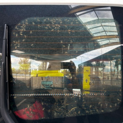 In dogana con 40 colonie di api non dichiarate: fermato un 40enne