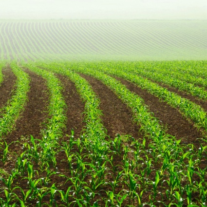 Iniziativa alimentazione, ricorso contro spiegazioni governative