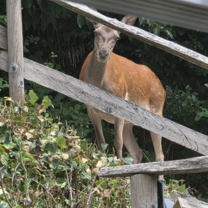 La cerva Nancy, gradita ospite nel giardino di casa