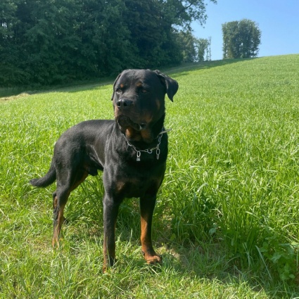 Dopo il tentato furto, il cane lo bracca e lo morde
