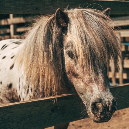 Colpito al torace da un pony: grave un escursionista svizzero