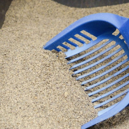 La lettiera dei gatti mette sotto pressione le discariche svizzere