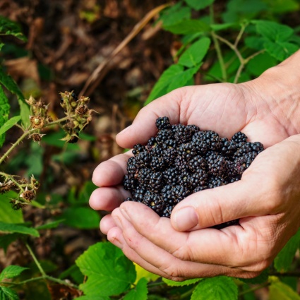 Rubano per due notti la cassetta dei pagamenti: chiude il frutteto self-service