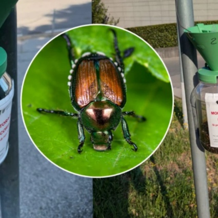 Sì, la canicola potrebbe colpire anche loro