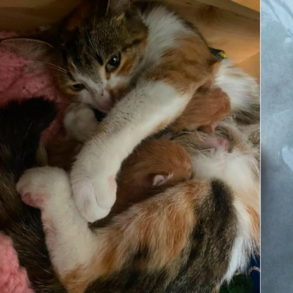 «Mamma» da pochi mesi, Gipsy uccisa da un colpo ad aria compressa
