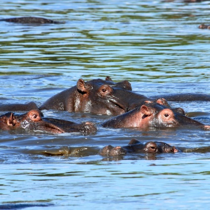Femmina di struzzo uccisa dagli ippopotami dello zoo
