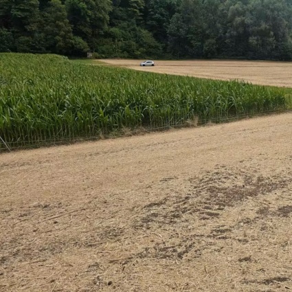 La donna trovata senza testa e arti in un campo è stata identificata