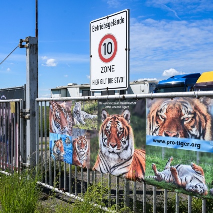 La triste fine della tigre e del suo custode