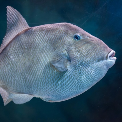 Turista svizzero morso da un pesce e ricoverato in ospedale