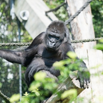 Fondazione Franz Weber: «Basta gorilla allo zoo»