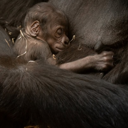 Allo zoo è nato un piccolo di gorilla