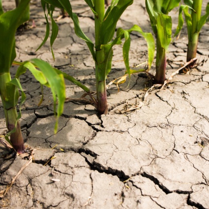 Siccità nel Mendrisiotto: agricoltori e viticoltori in difficoltà