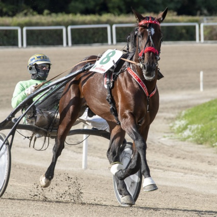 Addio a Varenne, il cavallo più titolato di sempre