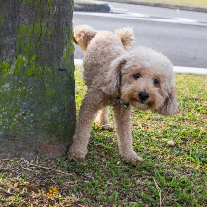 Anche ad Ascona scatta l'obbligo di sciacquare via la pipì dei cani