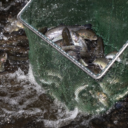 Milioni di pesci morti di caldo