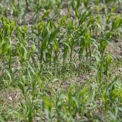 Cambiamenti climatici e agricoltura, l’appello: «Il sostegno dev'essere rapido»