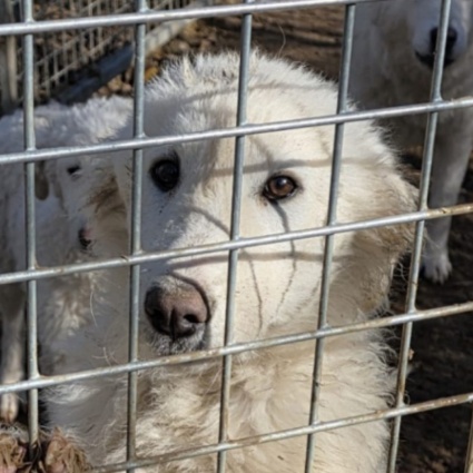 Fattoria degli orrori, parte la denuncia contro il veterinario cantonale